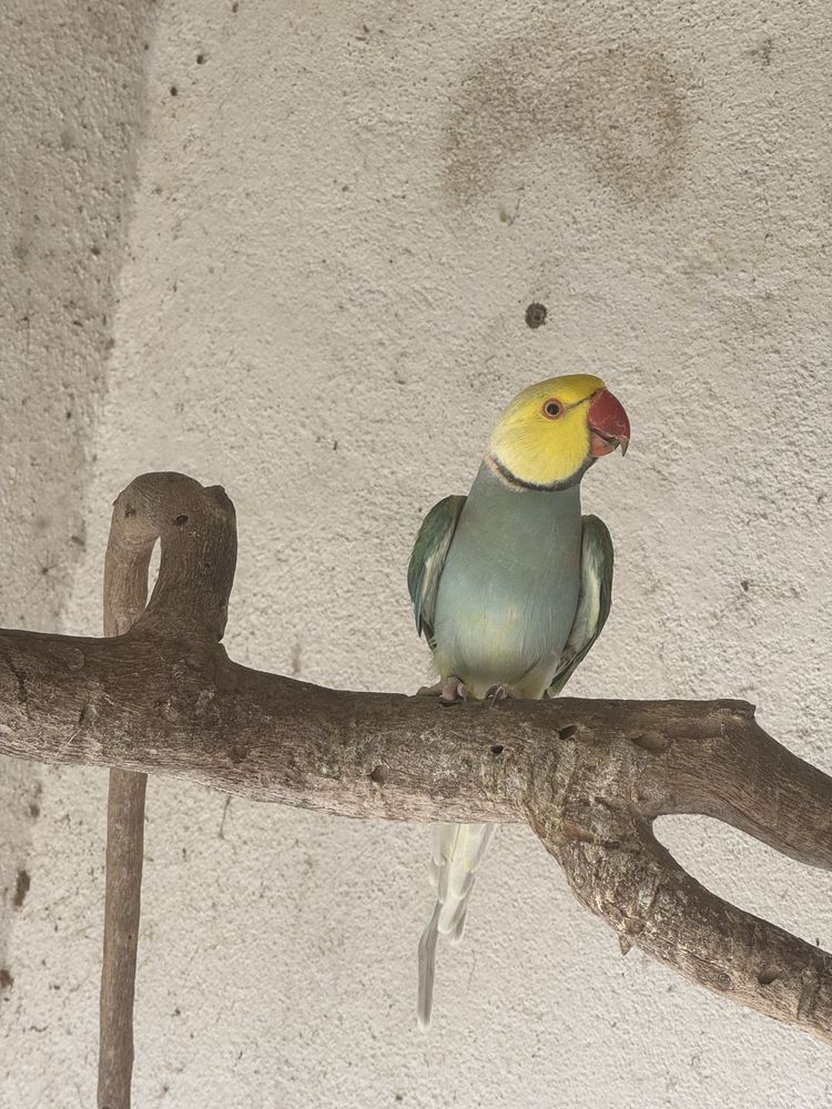 Ring Necks para cedencia