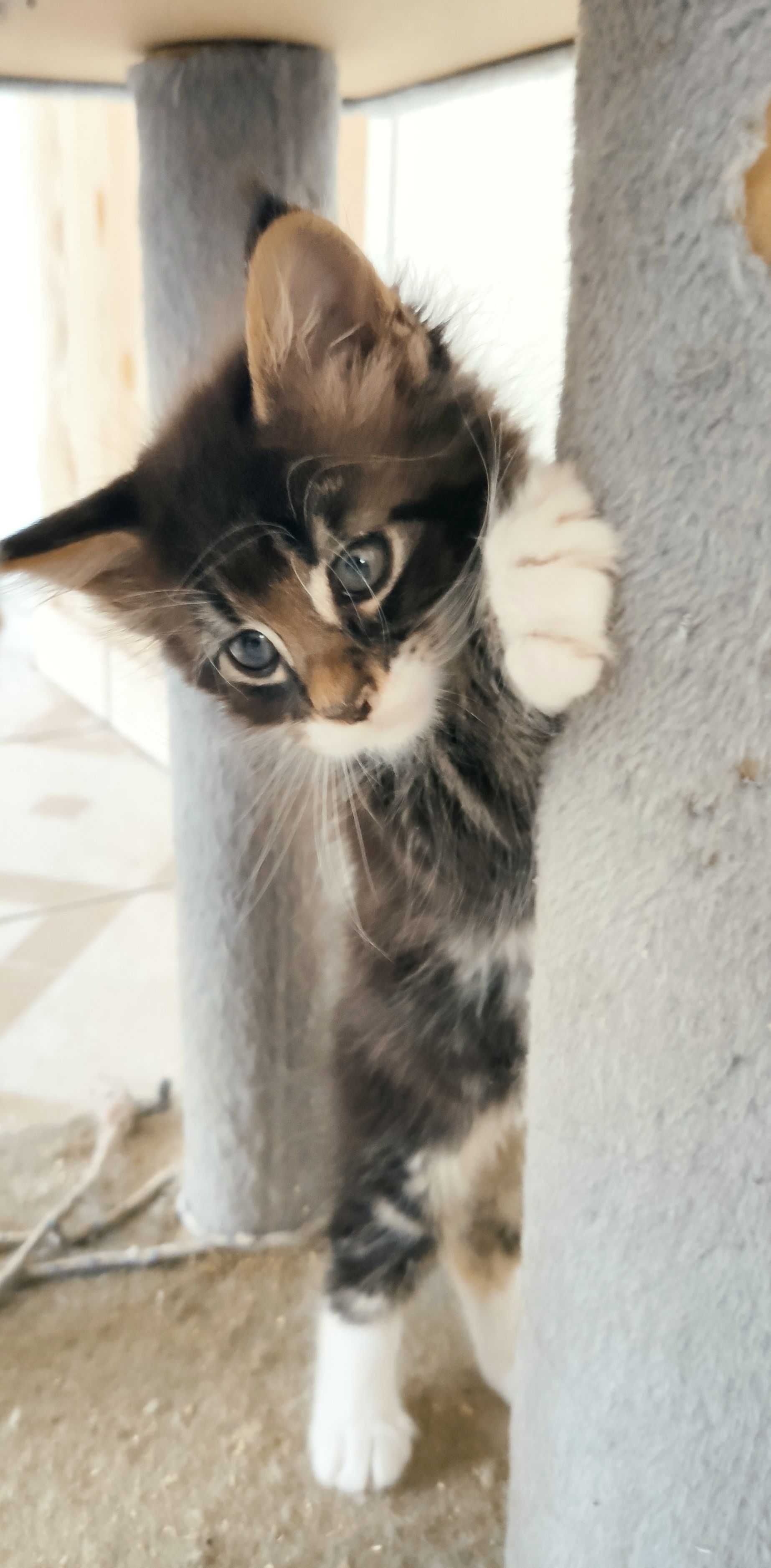 Maine Coon - kotek srebrny z bielą
