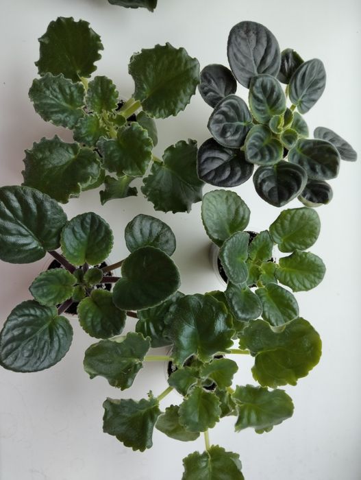 Дітки фіалок, недорого