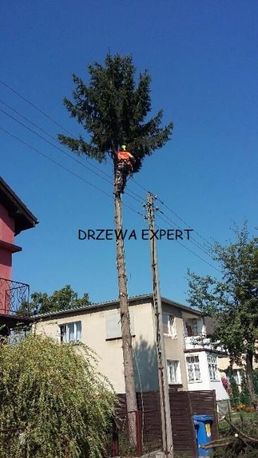 Wycinanie pielęgnacja drzew wycinka arborysta Wrocław tel 604.122.123