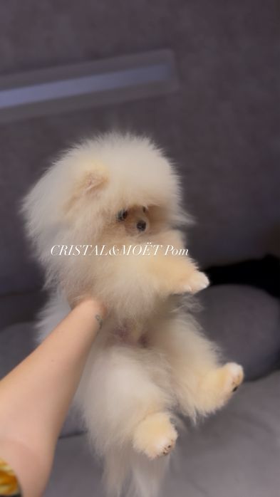 Мальчик померанский шпиц,тип мишка,микроразмер,супермини,толстолапый