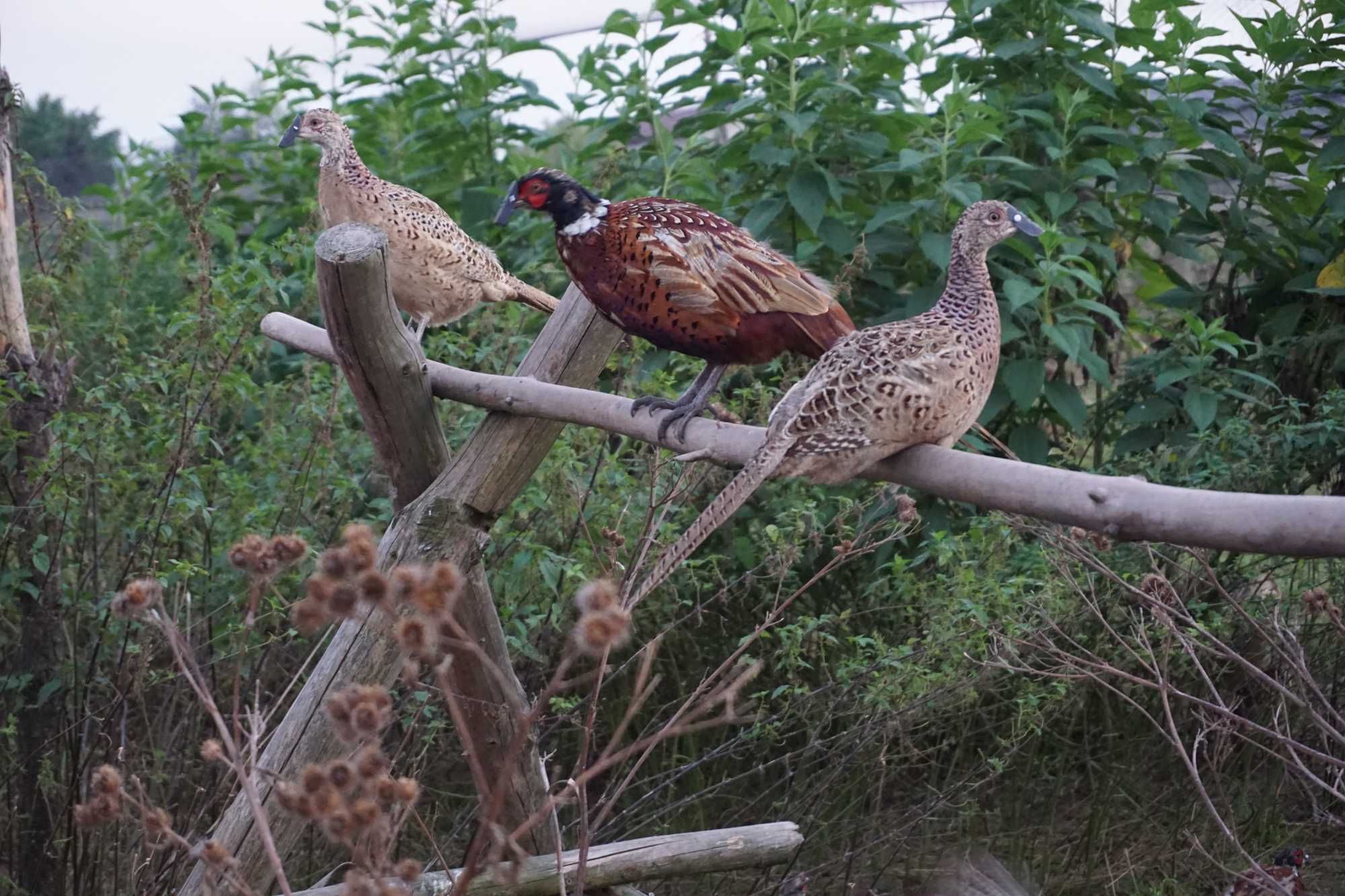 Bażant (Phasianus colchicus)