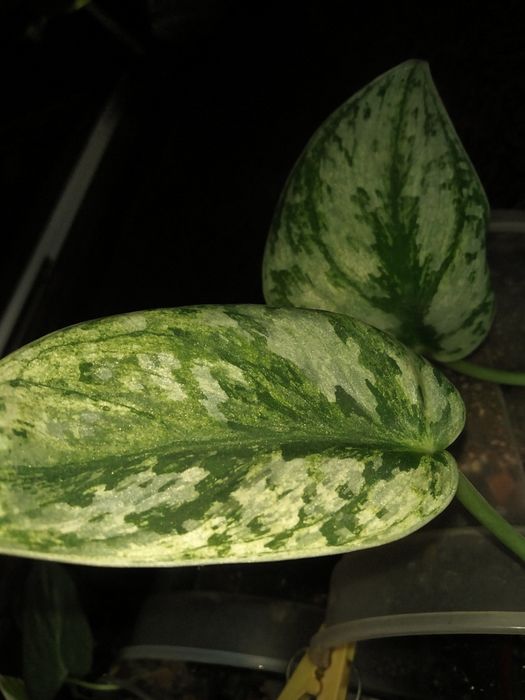 Продам сциндапсус, епипремнум  та  филодендрон