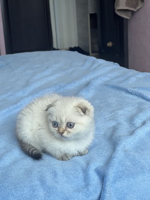 Шотландские котята