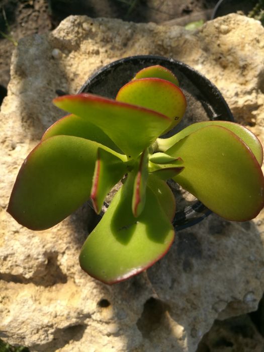 Комнатное растение Толстянка( денежное дерево)