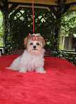 Biewer Yorkshire Terrier mały piesek york
