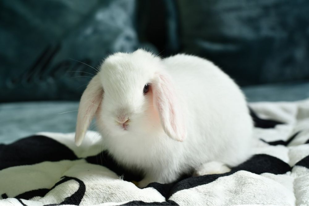 Вислоухая белая крольчиха девочка с клеткой и оборудование
