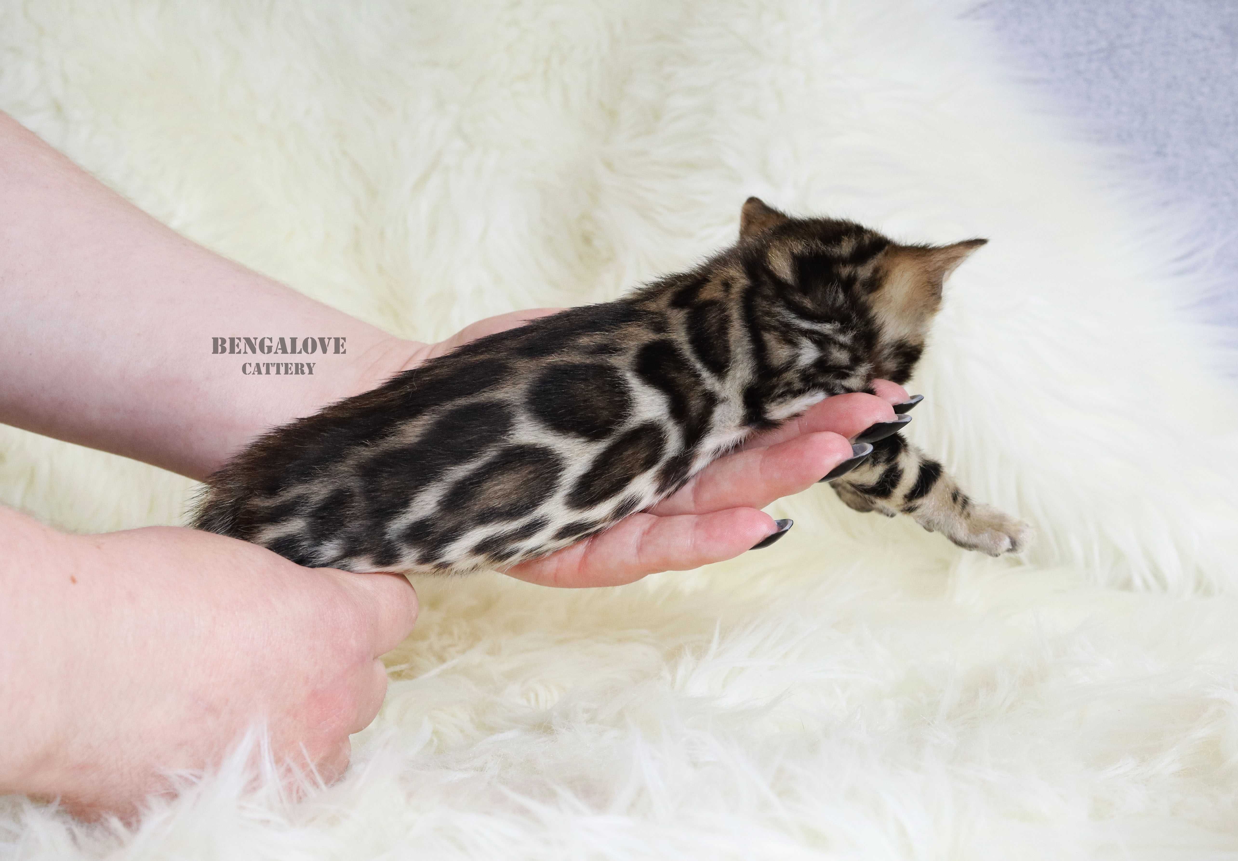 Bengalski chłopak