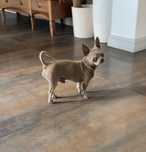 Liliowy reproduktor chihuahua mini xs