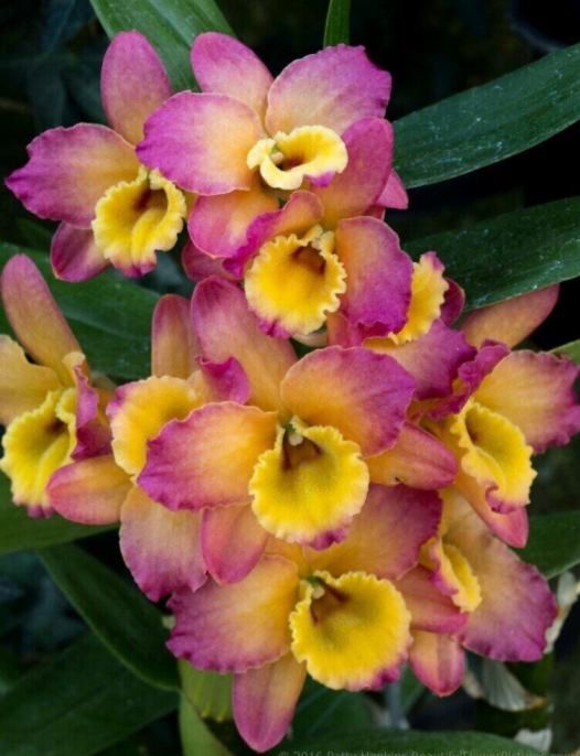 Дендробиум Орхидея Цветущая