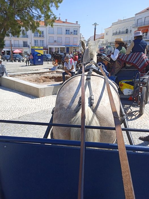 Vendo egua lusitana pura