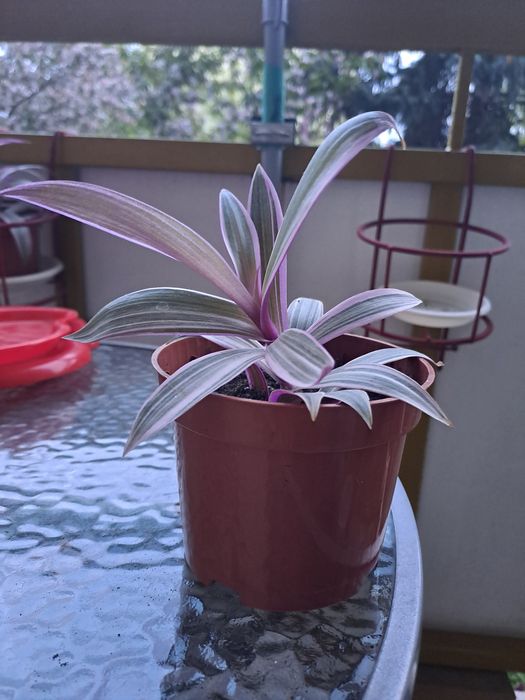 Trzykrotka roślina ozdobna