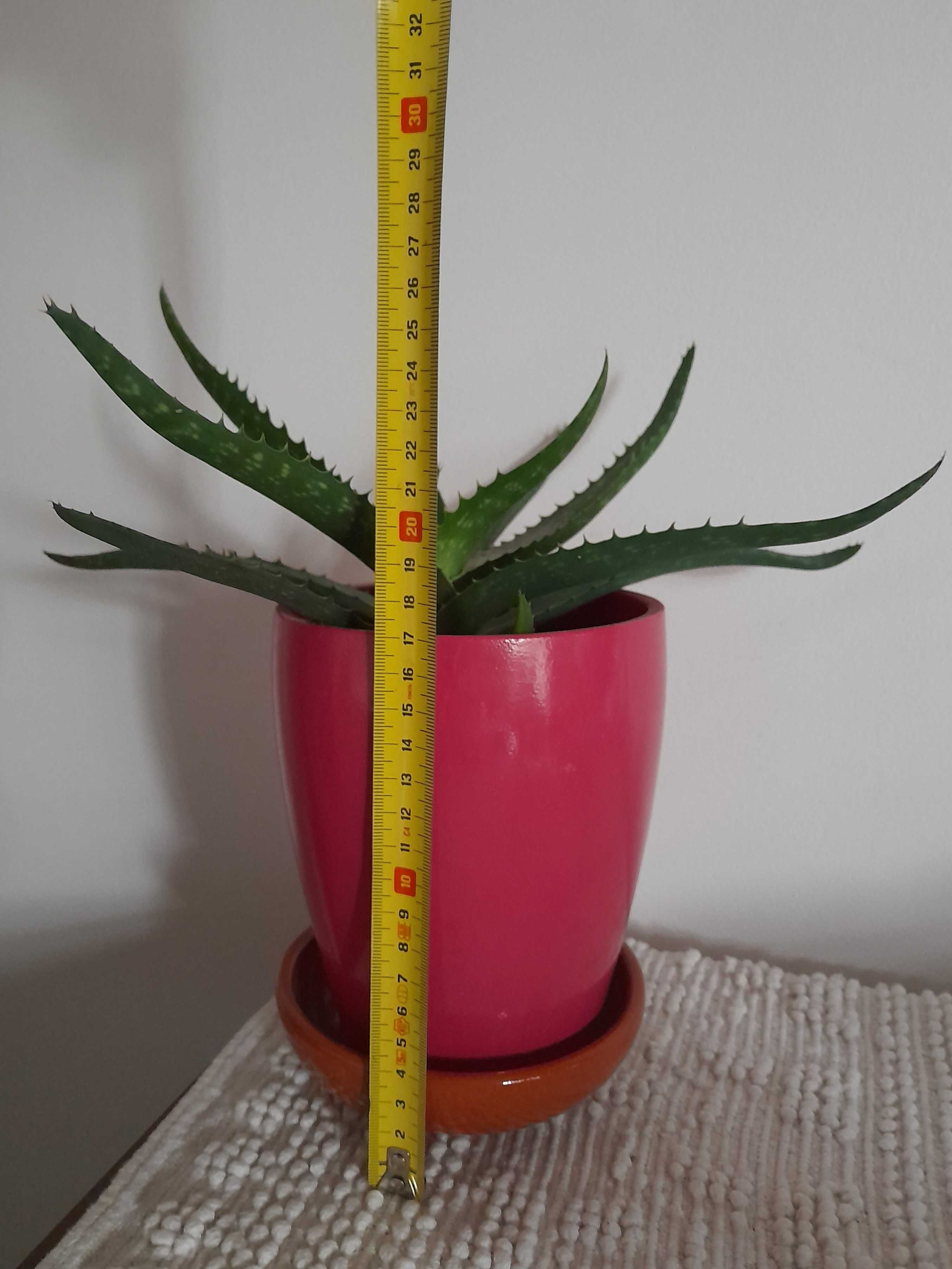 Aloe Vera em vaso