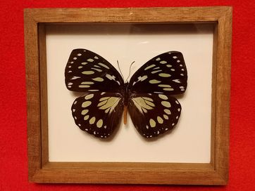 Motyl w ramce / gablotce 14 x 12cm . Euxanthe eurinome - 85 mm . C A R