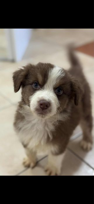 Owczarek australiski piesek