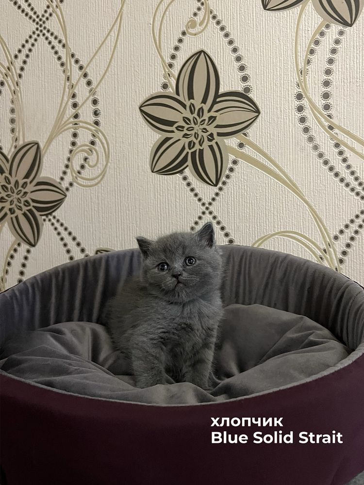 Шотландські кошенята преміум-класу
