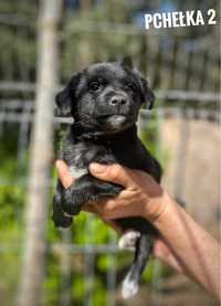 Szczeniaki do adopcji, matka waży 9kg