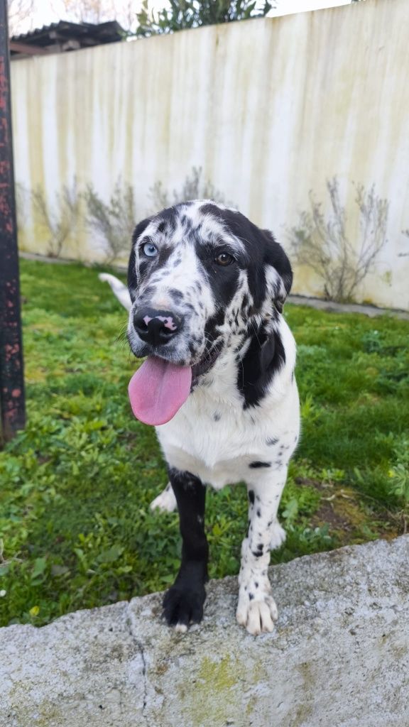 Dogue Alemão Arlequim fêmea (olho azul)