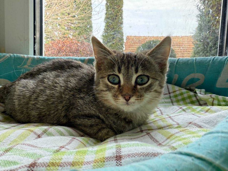 найніжніше та найсміливіше кошеня,киця 2 місяці дуже потішна