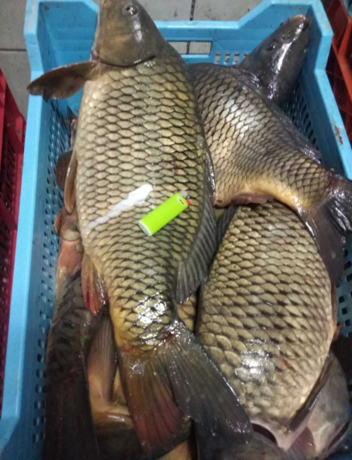 Продам живу рибу оптом мальок