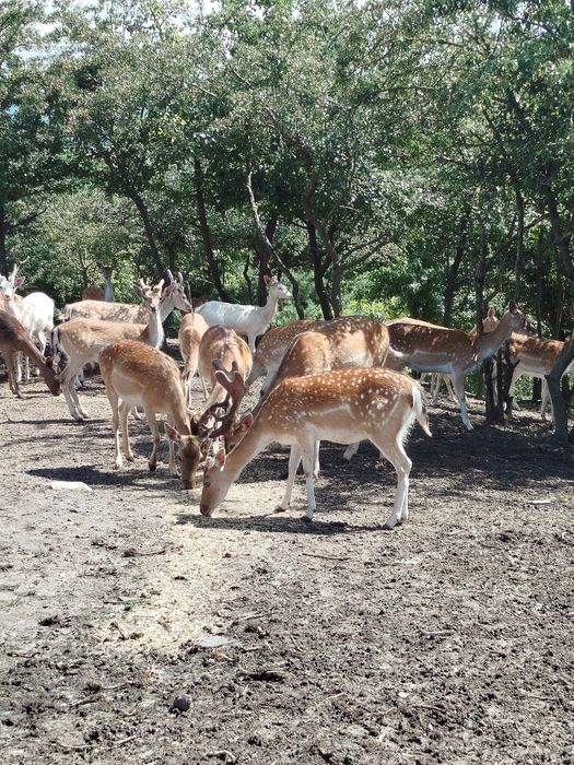 Sprzedam młode daniele.