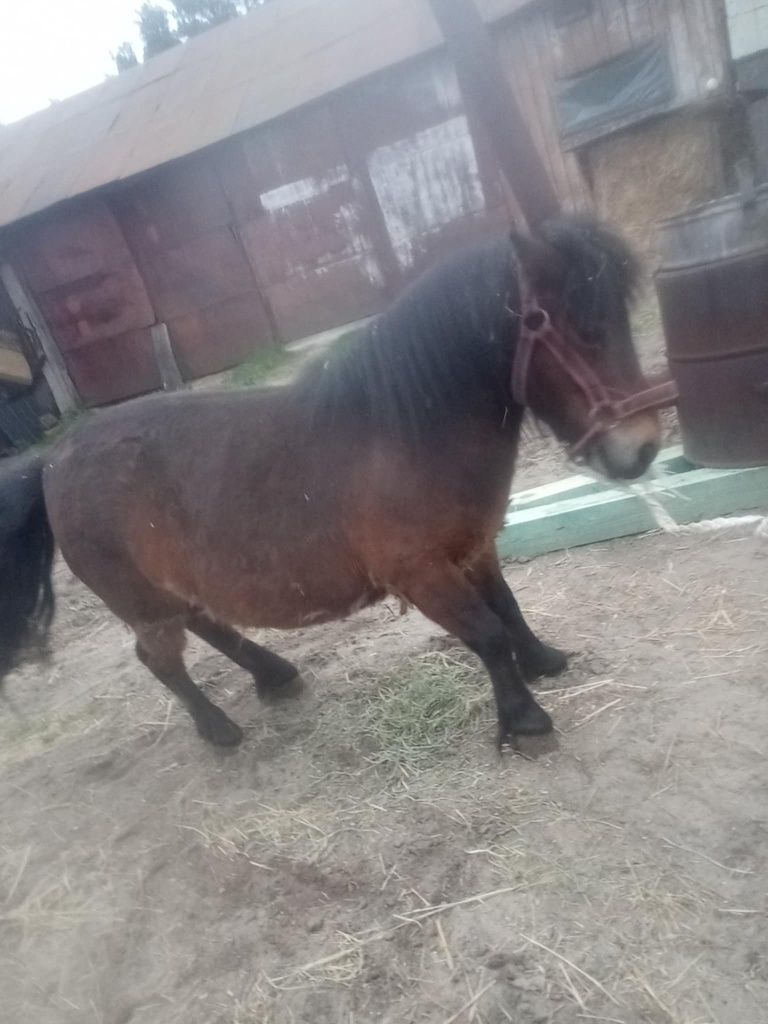 Sprzedam Kucyk Klacz