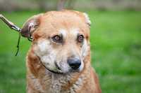 Dingo - przestraszony pies o bursztynowych oczach