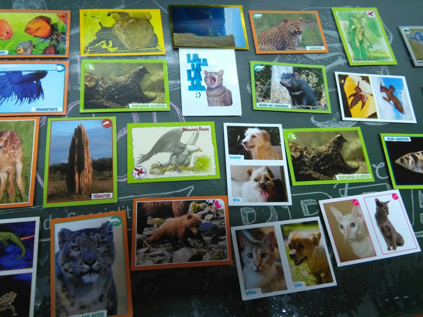 Cartas Caderneta National Geographic e Caderneta Animais