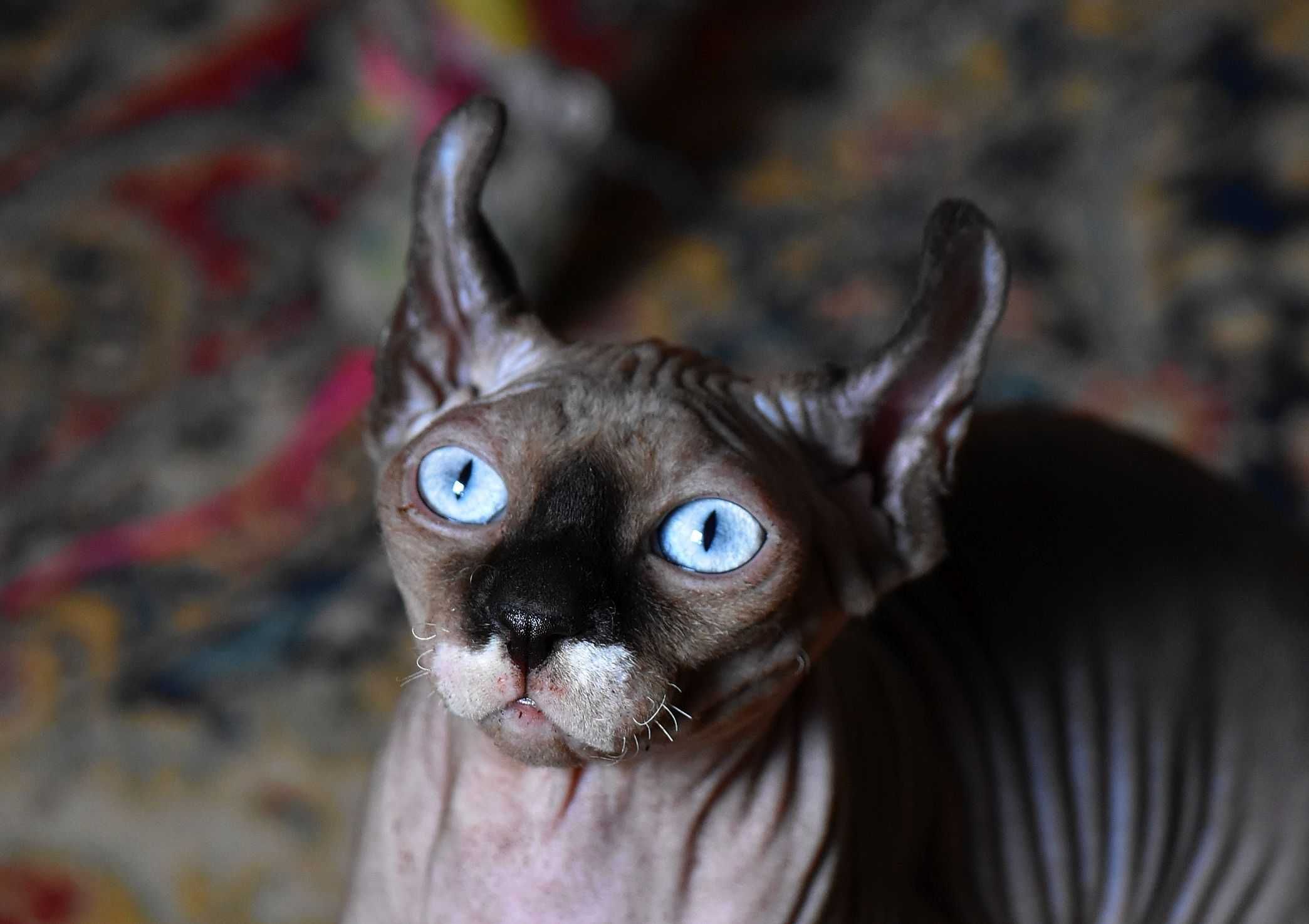 Sfinks Kanadyjski Elf
