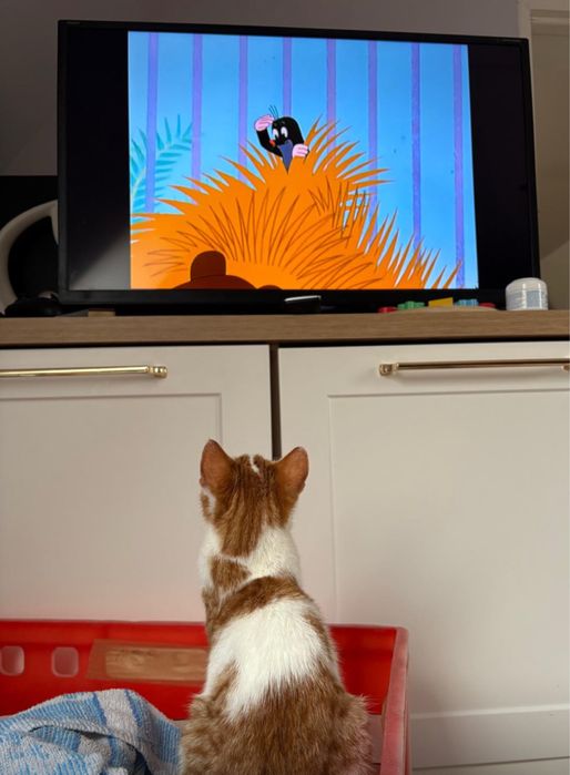 Piotruś i Wercia. Rodzeństwo wyrzucone jak śmieci