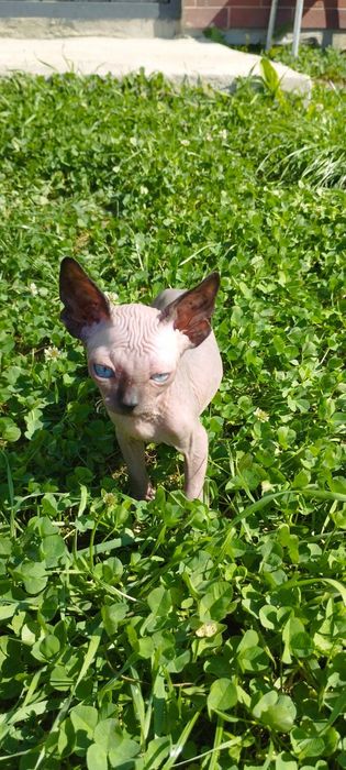 Продається канадський сфінкс