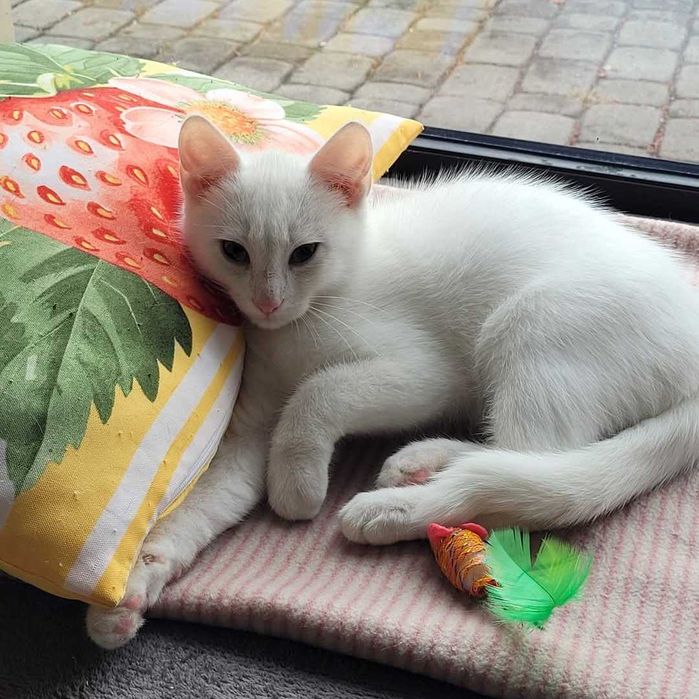 Podwójna adopcja pełna szczęścia i kociej miłości