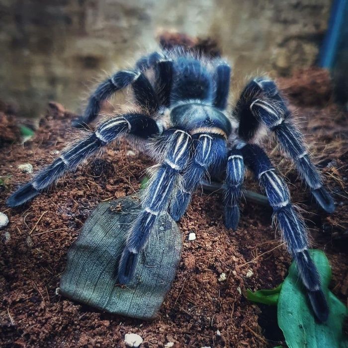 Aphonopelma seemanni самка паука птицееда для новичков