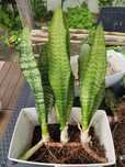 Plantas Espada S. Jorge