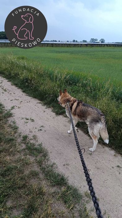 Krokiet szuka domu < 3