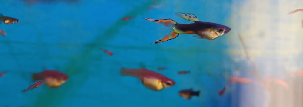 Gupiki Samice Endlera