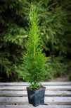 Tuje Tuja Szmaragd zielone THUJA OCCIDENTALIS 40 50 cm