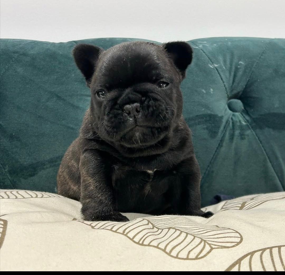 bulldog tigrado macho