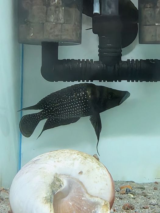 Altolamprologus calvus tanganika