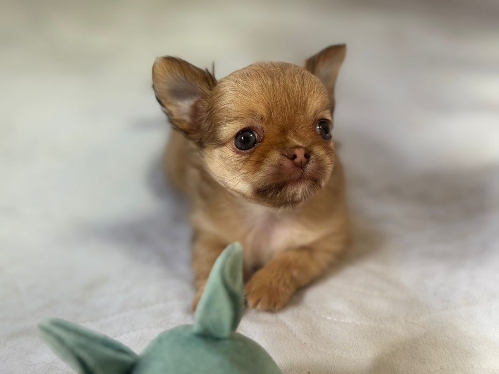 Chihuahua długowłosy fci