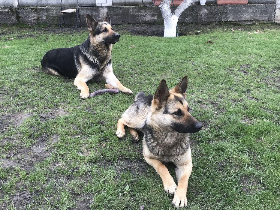 Цуценята Східно-Європейської вівчарки ВЕО щенки
