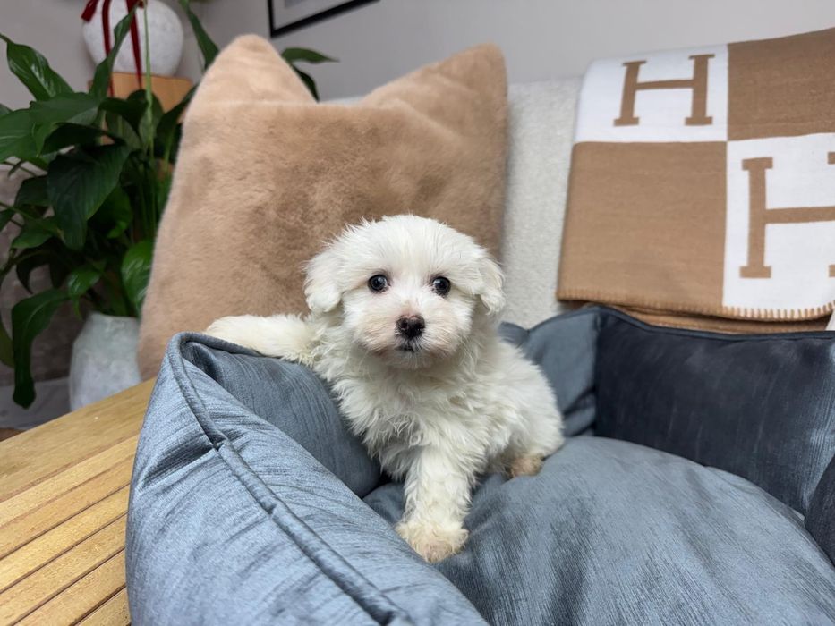 maltanczyk szczeniak