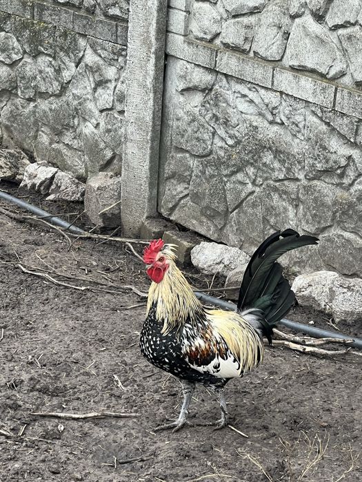 Кури-бентамки продам