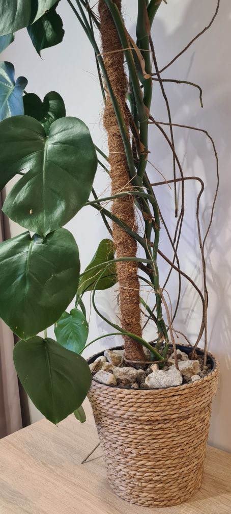 Monstera 155 cm duża z plecioną doniczką