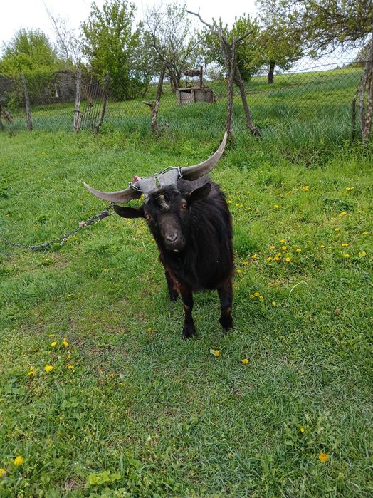 Продам КОЗЛА срочно