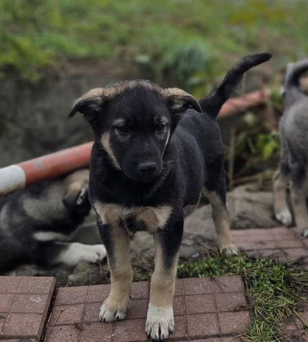 Щенята щукають дім, безкоштовно