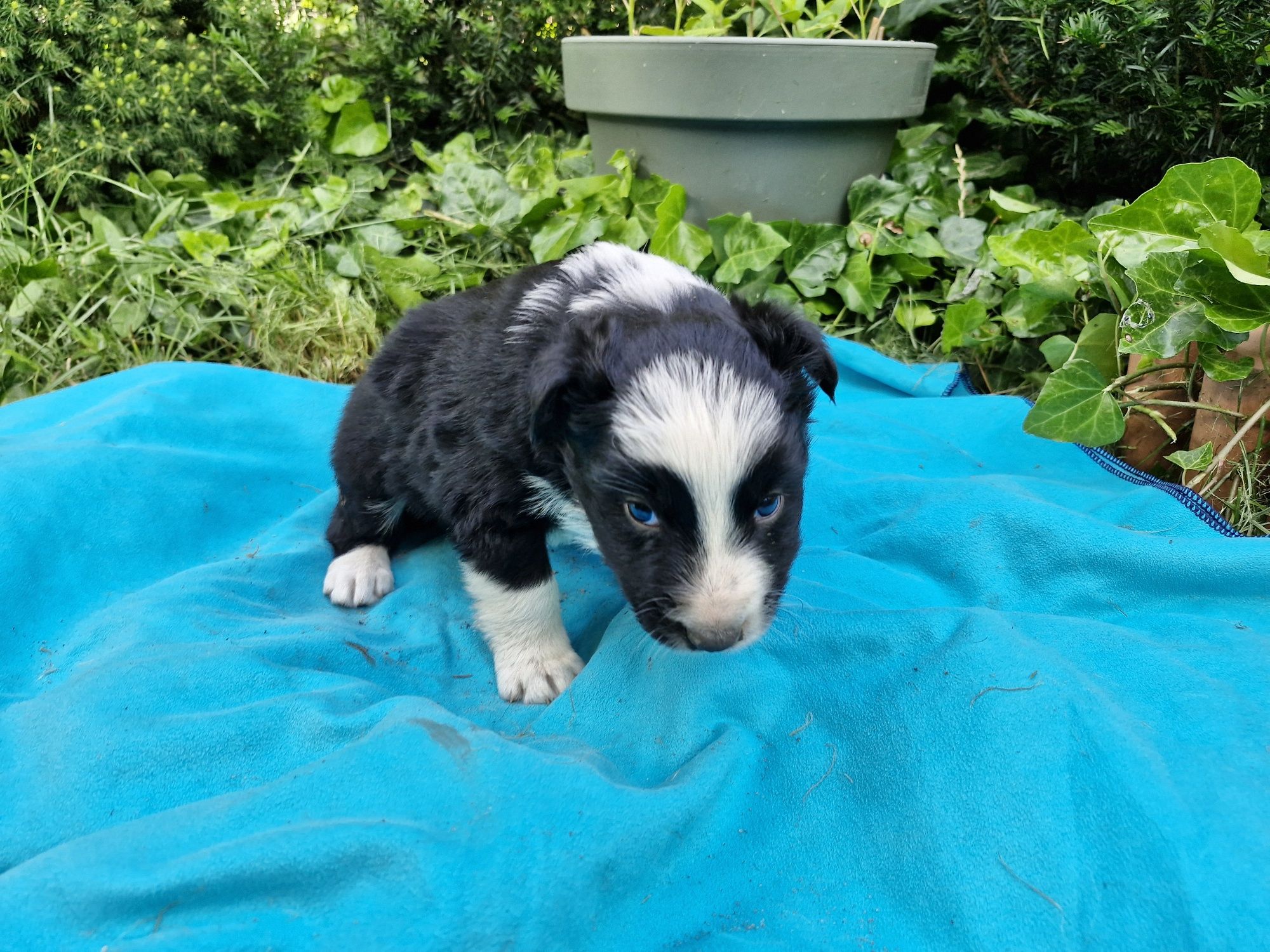 Border Collie piesek czarno biały