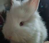 Miniatury króliczków Angora, Karzełek Teddy