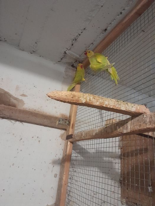 Aleksandretta obroźna