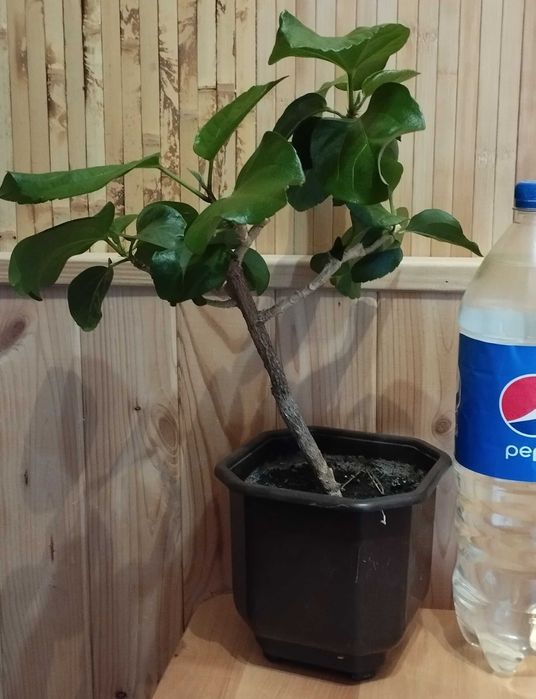 Взрослый гибискус Climax (клаймакс)